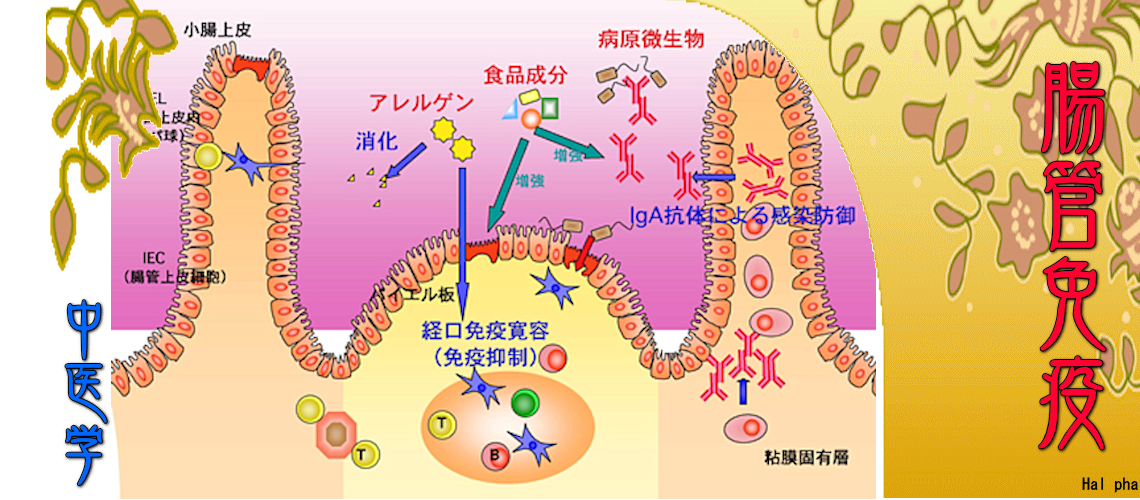 『腸管免疫』対応（胃腸虚弱-）