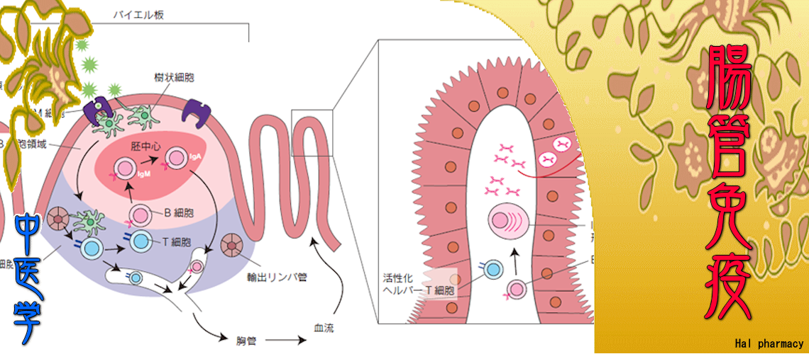 『腸管免疫』対応（気の停滞-）