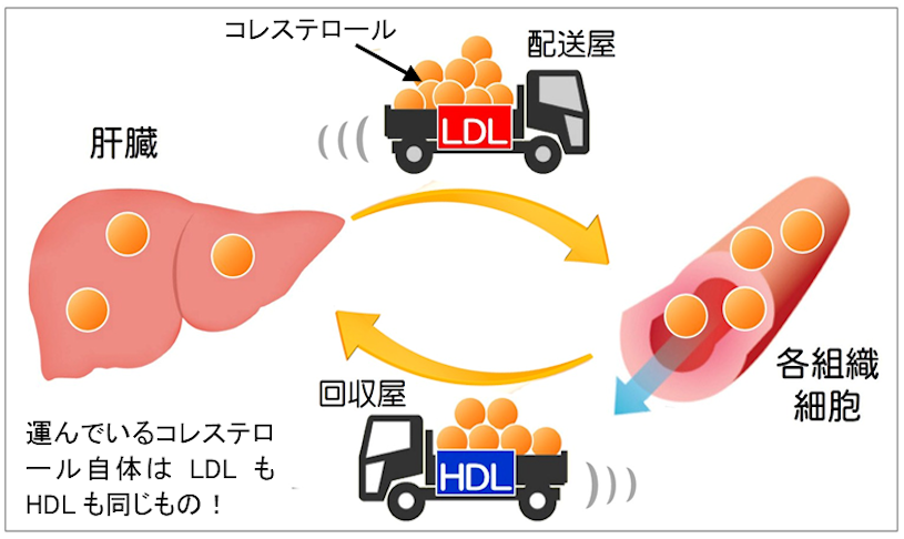 コレステロールと中性脂肪対策