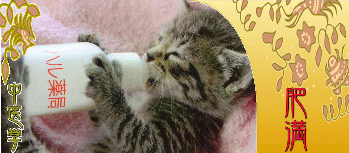 肥満（ダイエット・メタボ）（瘀血（赤肥り）-）