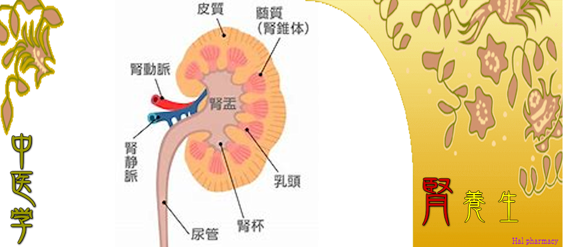 腎・対応（耳・尿道・生殖器官・肛門-）