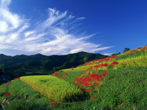 �h���C�A�C