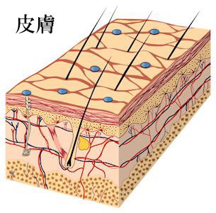 皮膚