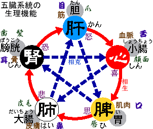 五臓説明