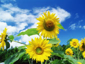 夏の脳養生（目次）