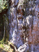 �����g���u���i�ڎ��j