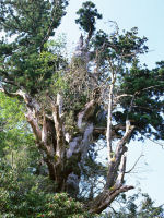 皮膚の乾燥・かゆみ