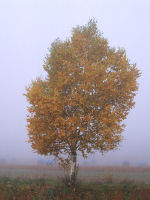 皮膚の乾燥・かゆみ